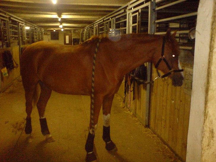 Anden særlig race Joep *SOLGT* - Flotte ponydyr ;* billede 14