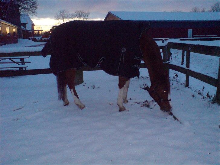 Anden særlig race Joep *SOLGT* - Joep i sneen. billede 15
