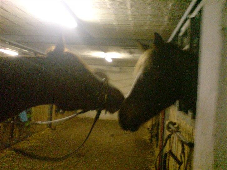 Anden særlig race Joep *SOLGT* - Joep og Keeton (: billede 16