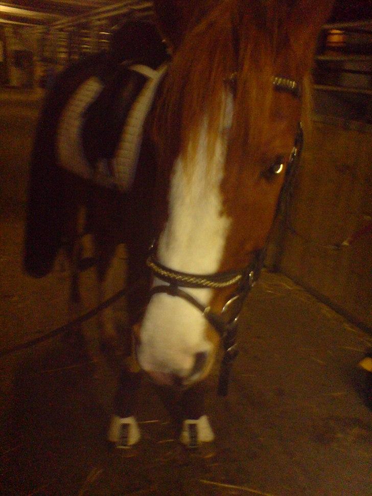 Anden særlig race Joep *SOLGT* - Inden rideturen (: billede 17