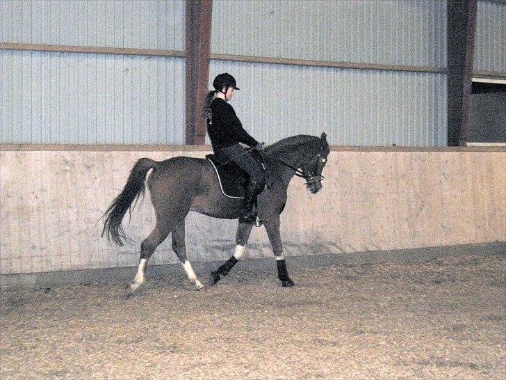 Anden særlig race Joep *SOLGT* - Trav (: billede 9