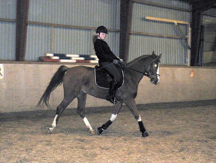 Anden særlig race Joep *SOLGT* - Træning <3 billede 10