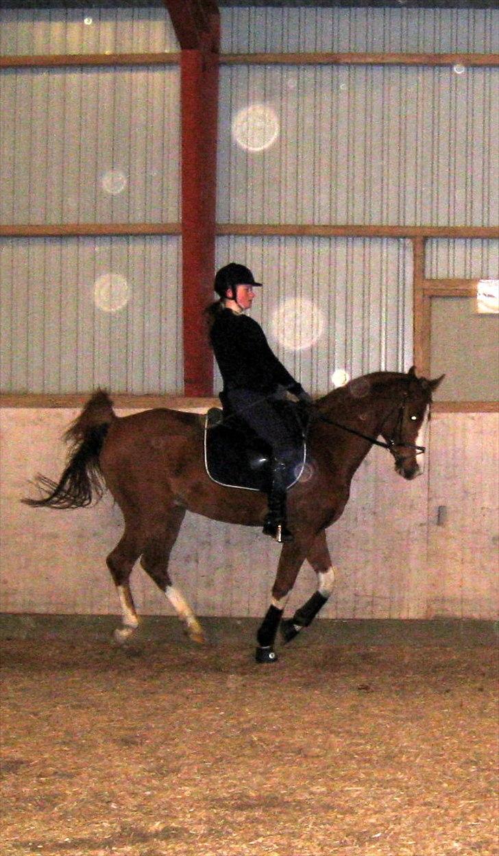 Anden særlig race Joep *SOLGT* - Galop (: Undskyld min opstilling. billede 18