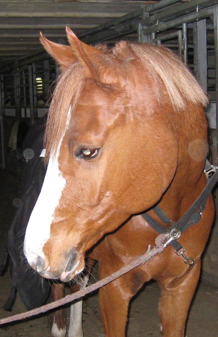 Anden særlig race Joep *SOLGT* - Joeps smukke hoved <3 billede 19