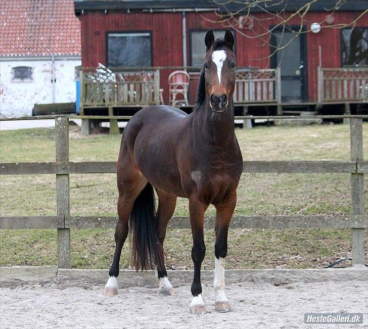 Welsh Pony af Cob-type (sec C) Daisy - Waaaaaauw! Foto: Christine Kjærgaard.  billede 16