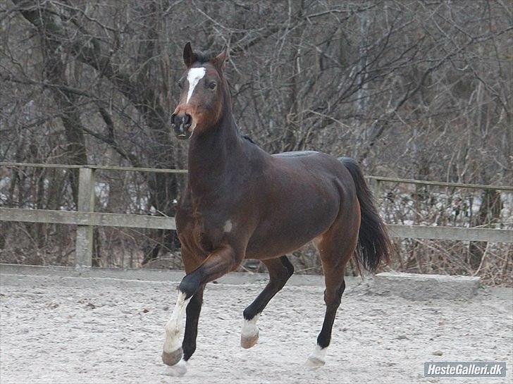 Welsh Pony af Cob-type (sec C) Daisy - Sweet! Foto: Christine Kjærgaard. billede 10