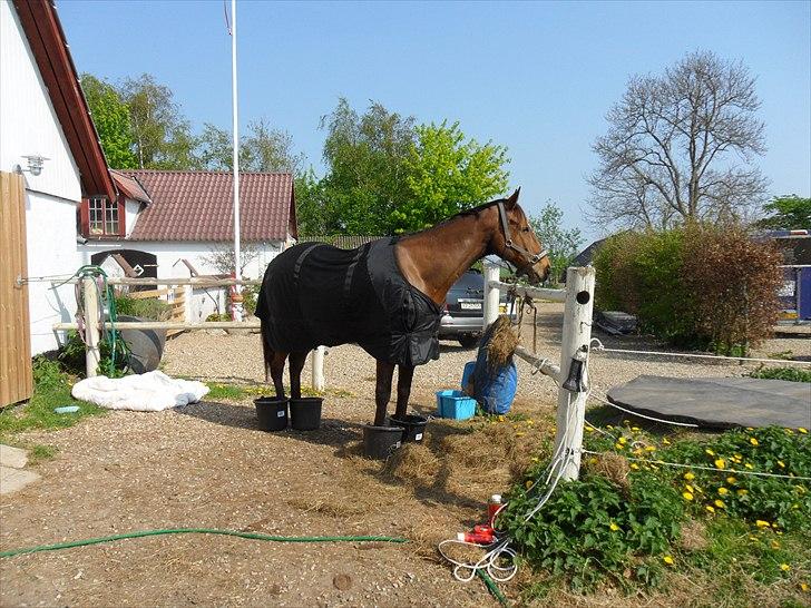 Fuldblod (XX) Perfectionist *R.I.P* - 6 Maj 2011, BoT dækken og hovbad til kongen billede 5