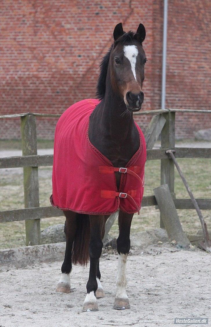 Welsh Pony af Cob-type (sec C) Daisy - Smukke! Foto: Christine Kjærgaard.  billede 19