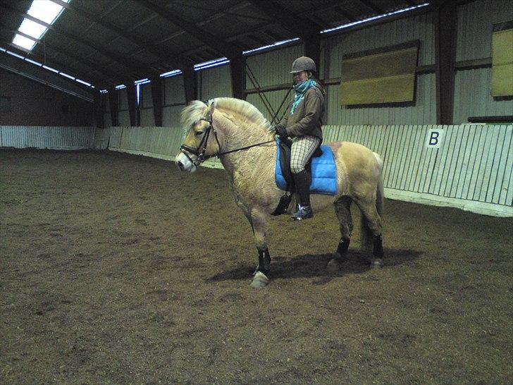 Fjordhest Hjerter Maximus R.I.P billede 11