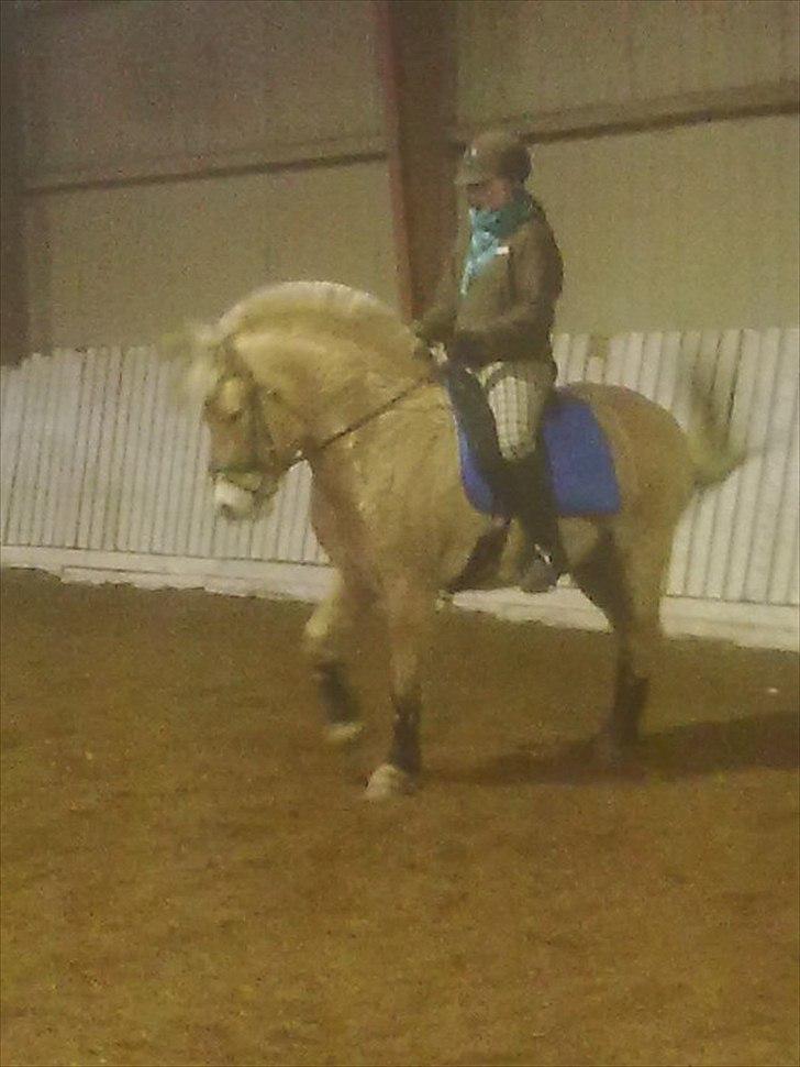 Fjordhest Hjerter Maximus R.I.P billede 12