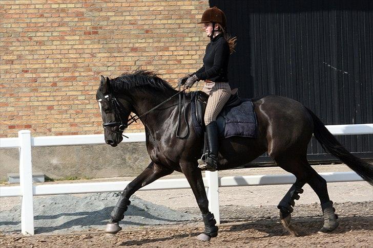 Trakehner Infinity billede 15