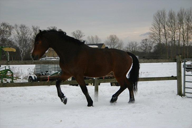 Welsh Cob (sec D) Lesto Dalton Solgt  billede 14