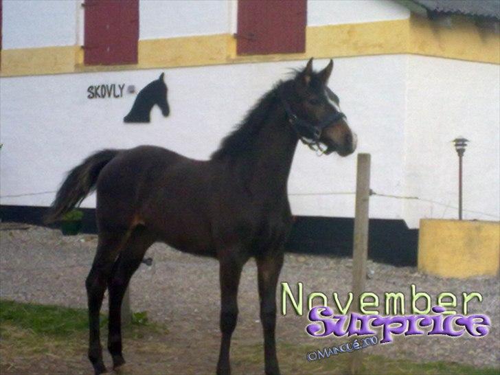 Dansk Varmblod / Sportspony   November Surprise - Første dag vi havde hende :D billede 24
