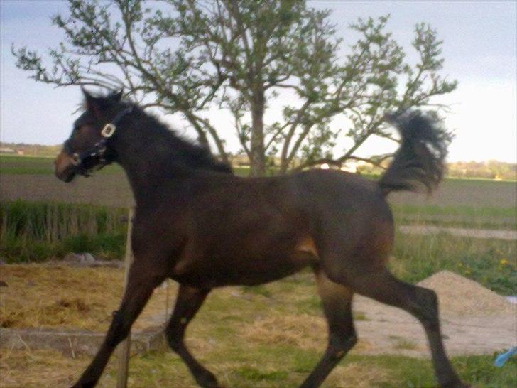 Dansk Varmblod / Sportspony   November Surprise - Endnu et af første dag :D billede 25