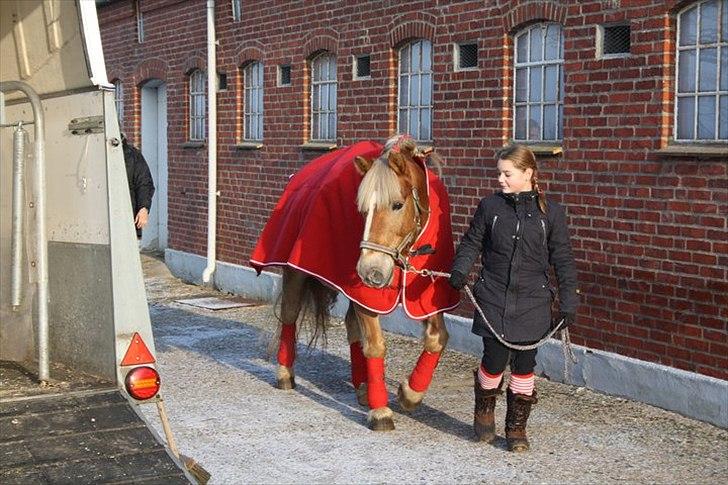 Haflinger Wander Van de Beekenpiepe billede 12