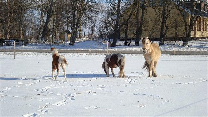 Fjordhest Almtoftlunds Maja billede 7