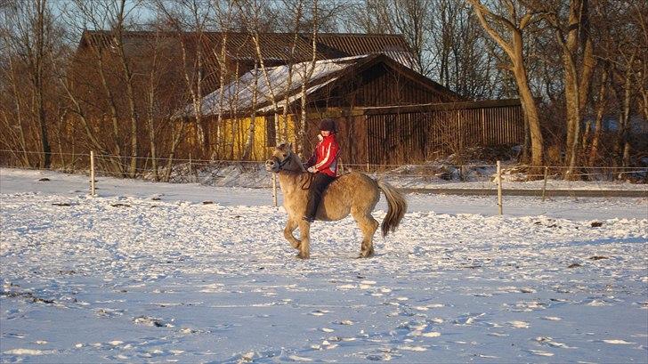 Fjordhest Almtoftlunds Maja billede 8