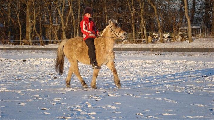 Fjordhest Almtoftlunds Maja billede 9