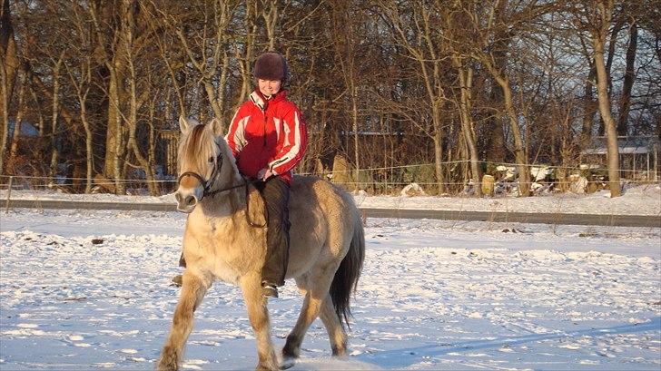 Fjordhest Almtoftlunds Maja billede 10