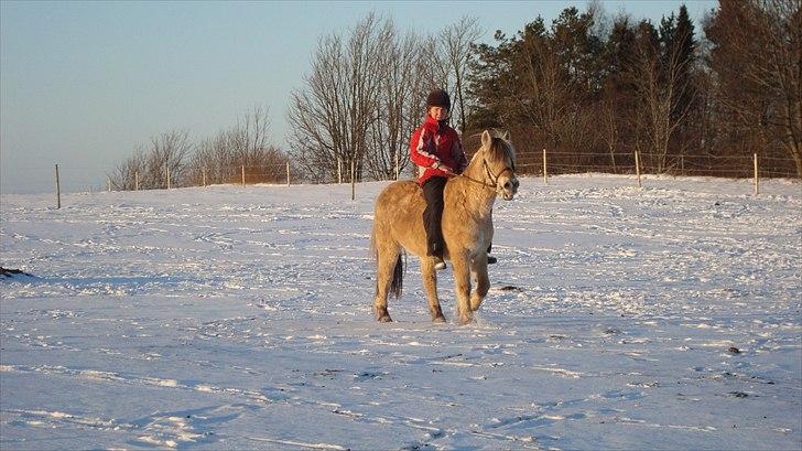 Fjordhest Almtoftlunds Maja billede 11