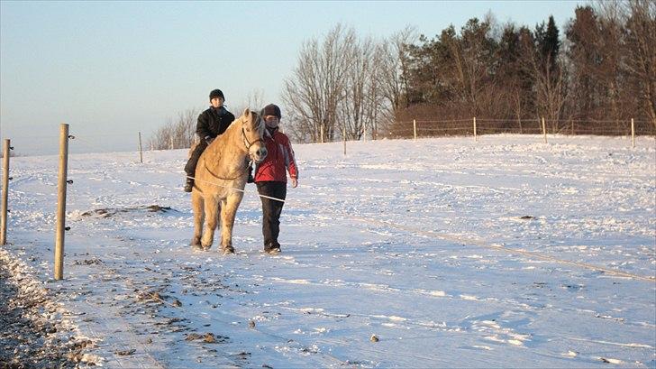 Fjordhest Almtoftlunds Maja billede 12