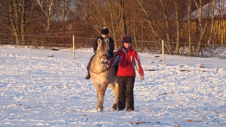Fjordhest Almtoftlunds Maja billede 13