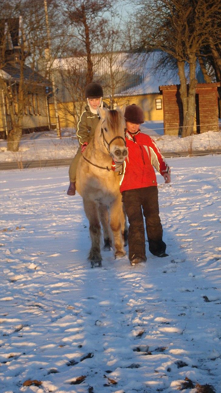 Fjordhest Almtoftlunds Maja billede 14