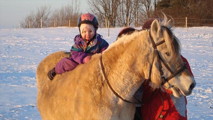Fjordhest Almtoftlunds Maja billede 15