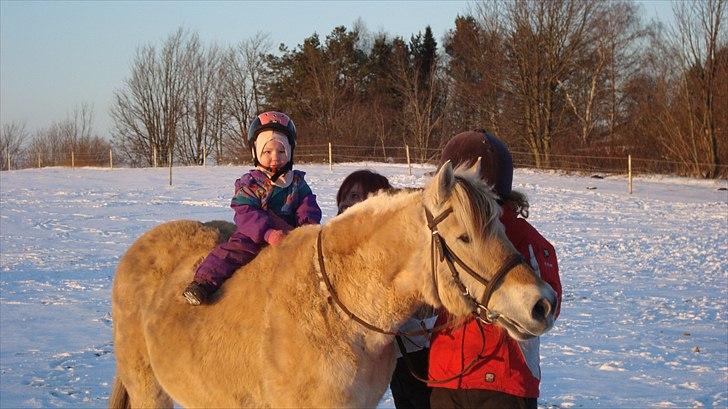 Fjordhest Almtoftlunds Maja billede 16