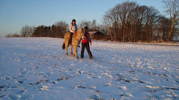 Fjordhest Almtoftlunds Maja billede 17