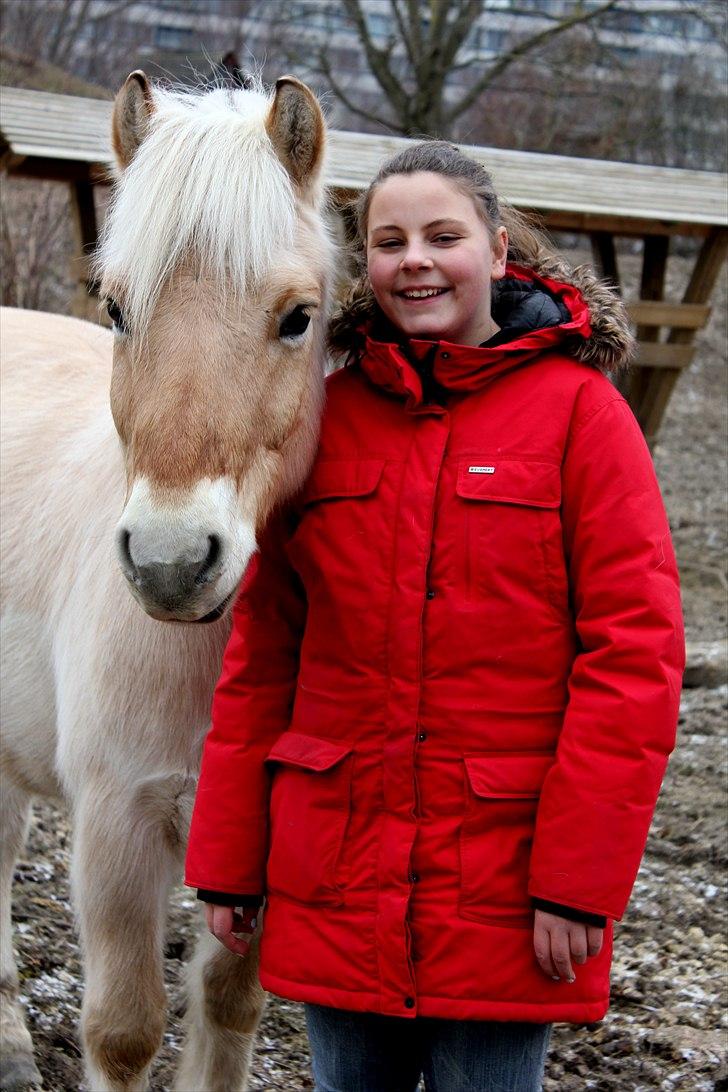 Fjordhest bjarke<3 [ mit liv:* ]  - du betyder noget helt specialt får mig.<3
[ foto sara justenborg. ] billede 2