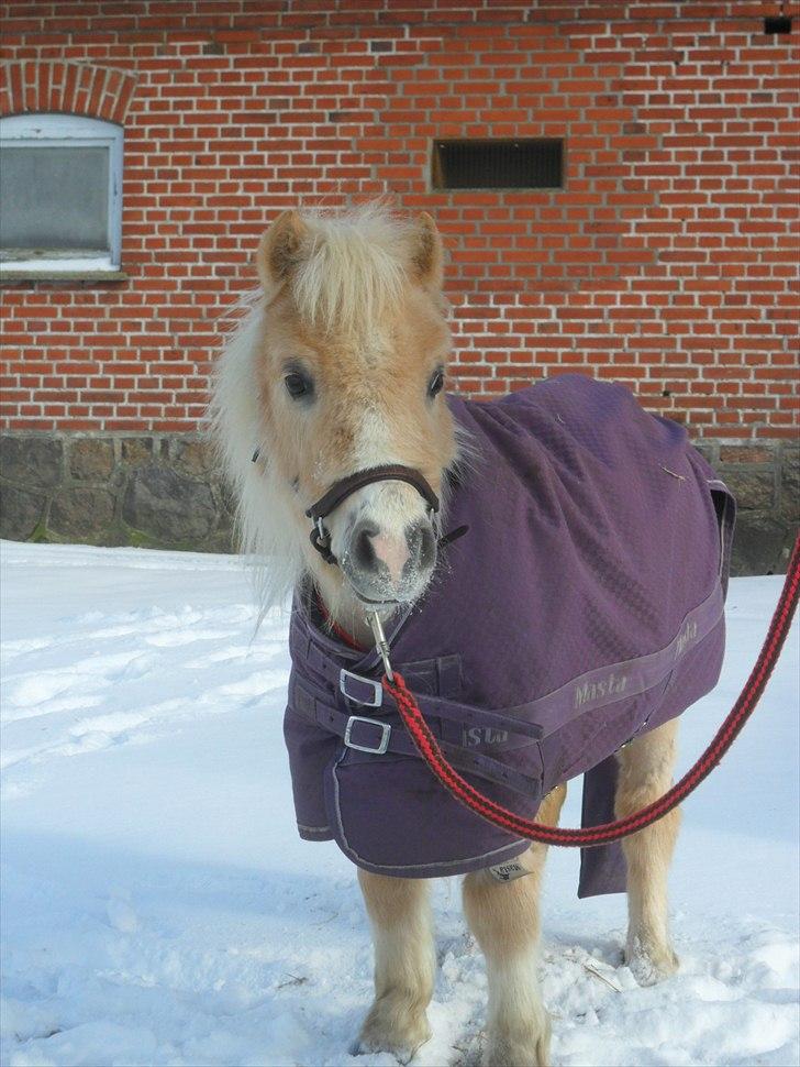 Falabella Calliston's Cody - 19/2 2011 - Smukke pony <3 billede 12