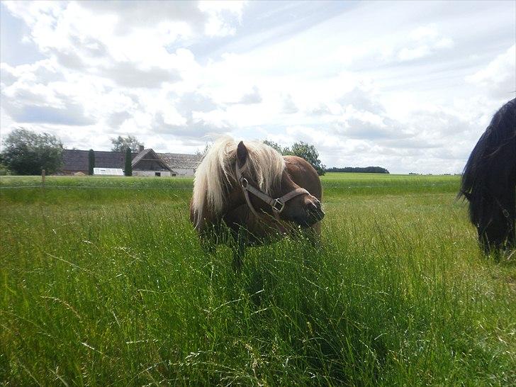 Shetlænder Sjap *Passer* - Solgt :( billede 1