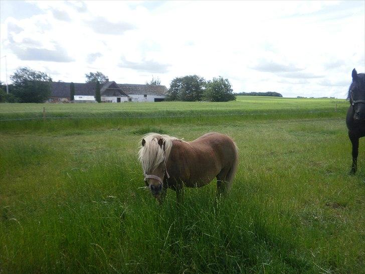 Shetlænder Sjap *Passer* - Solgt :( billede 2