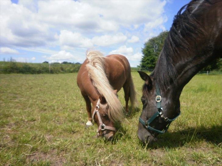 Shetlænder Sjap *Passer* - Solgt :( billede 3