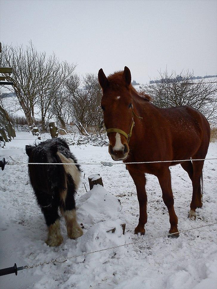 Oldenborg Diesel - Baby *;<3  - Sammen med Helmer :´) vinter 2010 billede 16