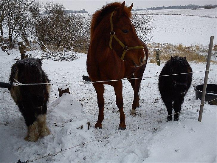 Dartmoor Lullu af Nydam! :ii<33 - Sammen med Diesel &&´ Helmer :´D billede 11
