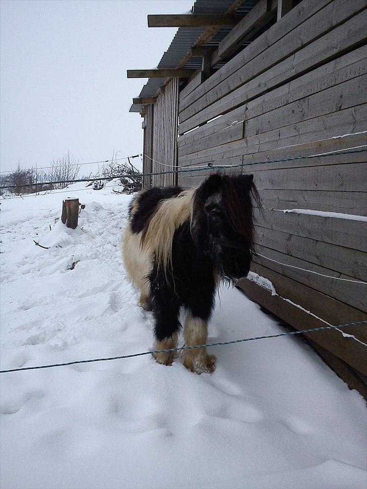 Shetlænder Helmer/Filicita~pensonist - 2011 :´) billede 18