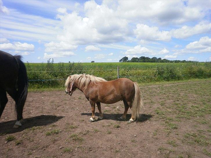 Shetlænder Sjap *Passer* - Solgt :( billede 4