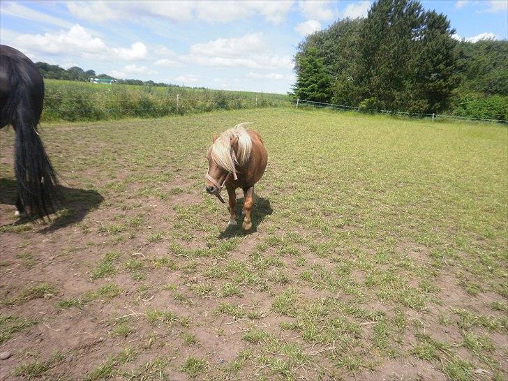 Shetlænder Sjap *Passer* - Solgt :( billede 5