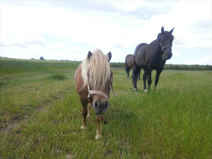 Shetlænder Sjap *Passer* - Solgt :( billede 6