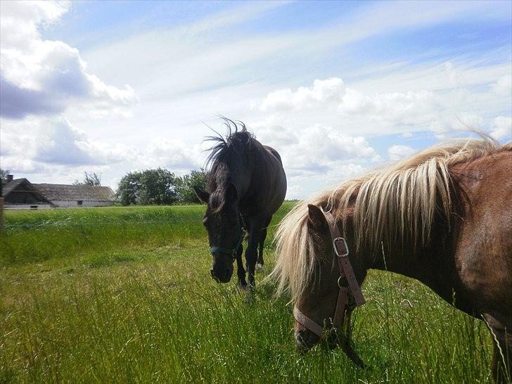 Shetlænder Sjap *Passer* - Solgt :( billede 7