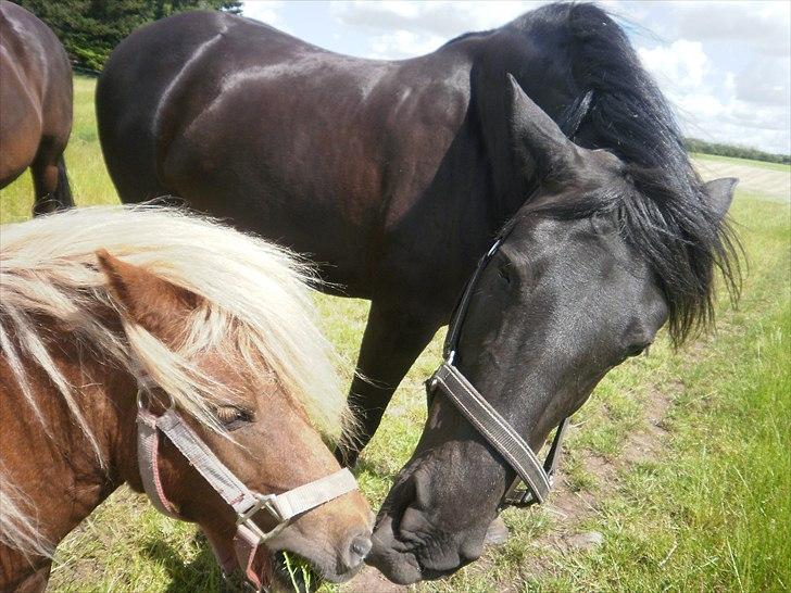 Shetlænder Sjap *Passer* - Solgt :( billede 8