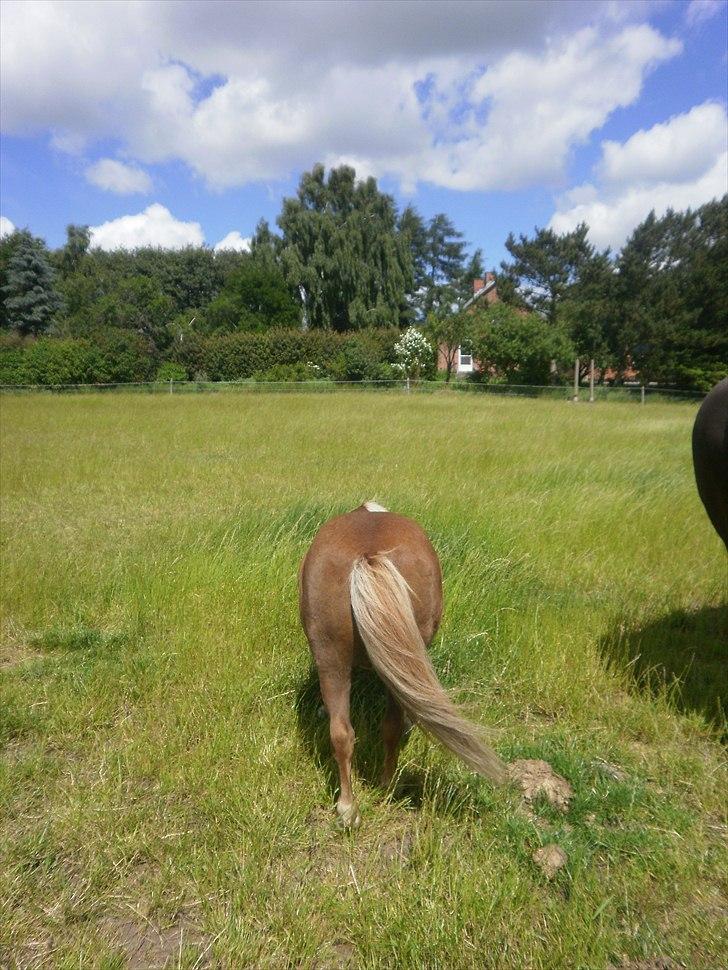 Shetlænder Sjap *Passer* - Solgt :( billede 9