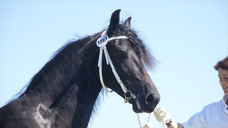 Frieser Coco billede 20