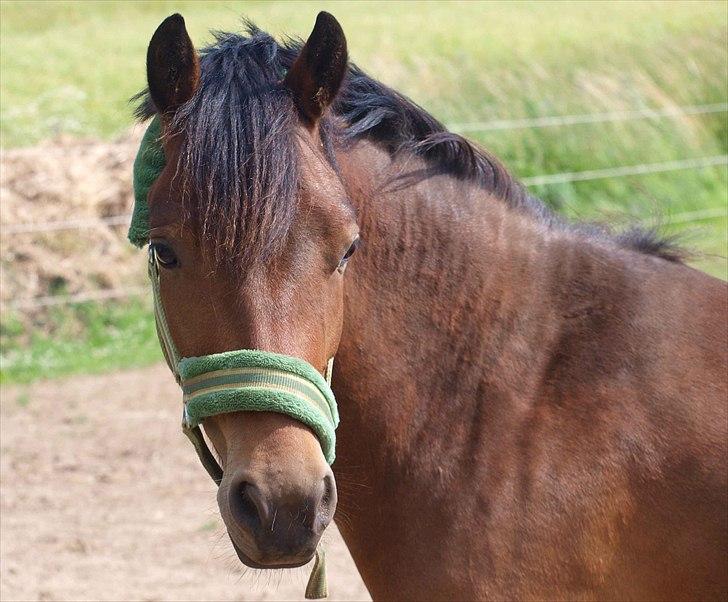 Anden særlig race Skovbys Chester Brown - Smukke Chester. billede 14