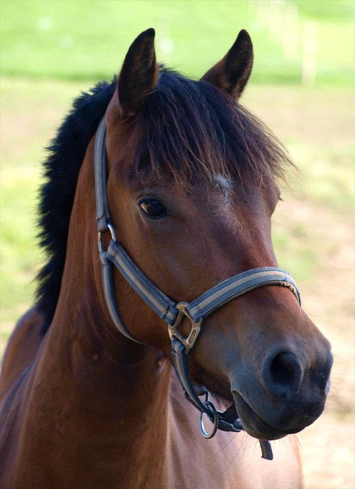 Anden særlig race Skovbys Chester Brown - 4 år. billede 15