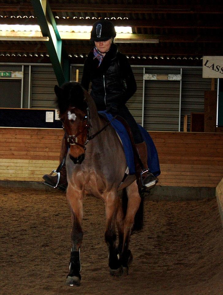 Irsk Sportspony Master Mind   A-pony  - Velkommen til Master Minds profil:D   billede 1