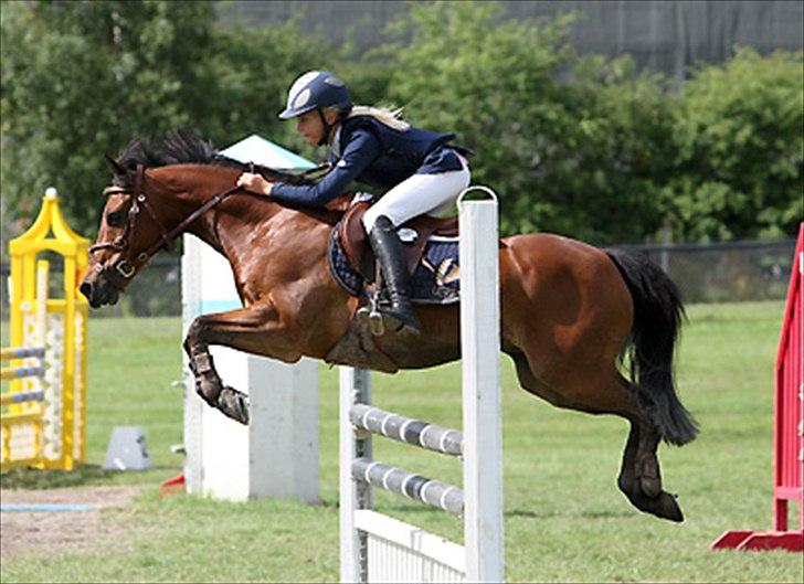 Irsk Sportspony Master Mind   A-pony  - Emma Swerre tidligere ejer.. billede 3