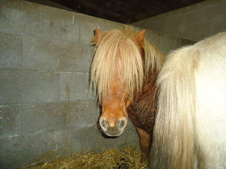 Shetlænder Sjap *Passer* - Solgt :( billede 10